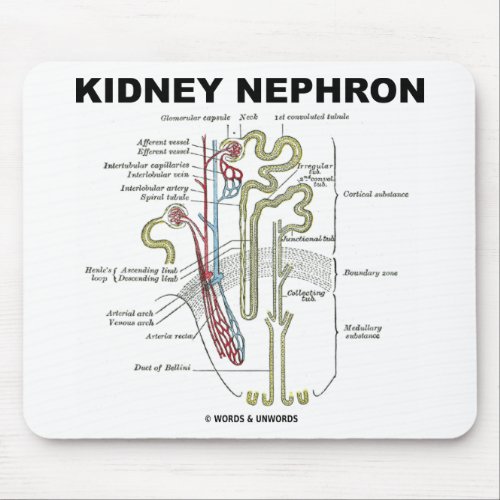 Kidney Nephron Mouse Pad