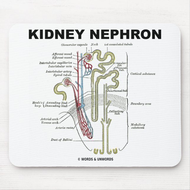 Kidney Nephron Mouse Pad (Front)