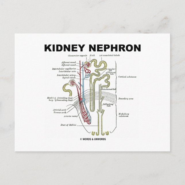 Kidney Nephron Postcard (Front)