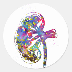 Kidney section classic round sticker