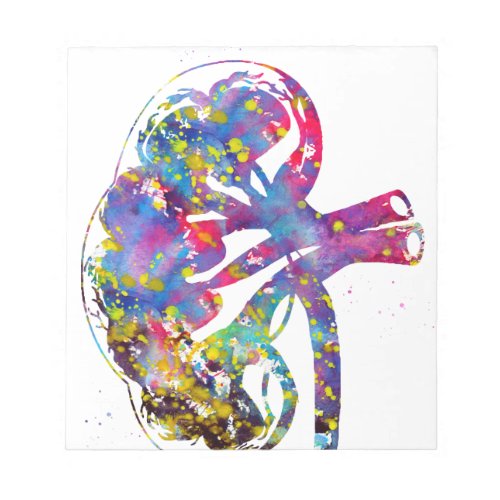 Kidney section notepad