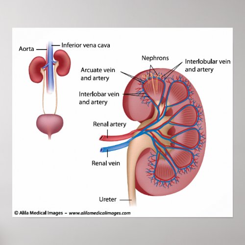 Kidney structure with blood supply labeled poster