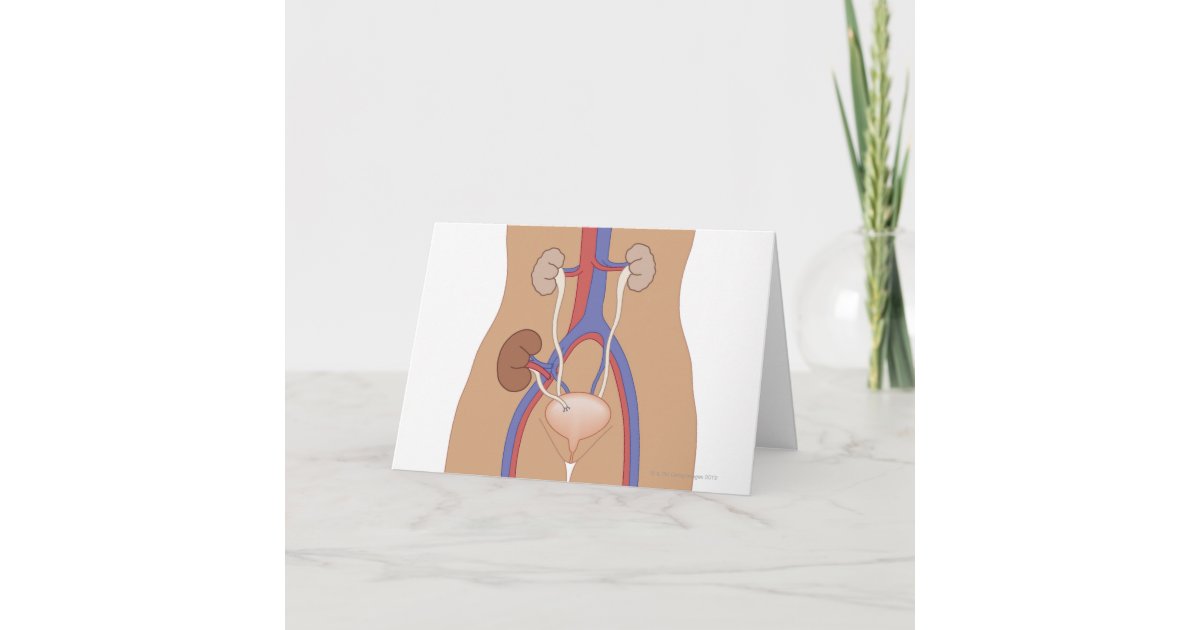 Kidney Transplant Card Zazzle