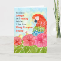 Kidney Transplant Healing Scarlet Macaws, Hibiscus
