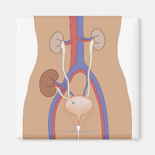 Kidney Transplant Magnet