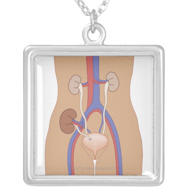 Kidney Transplant Silver Plated Necklace (Front)