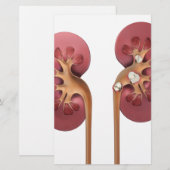 kidneys (Front/Back)
