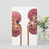 kidneys (Standing Front)