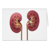 kidneys (Front Horizontal)