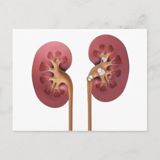 kidneys postcard