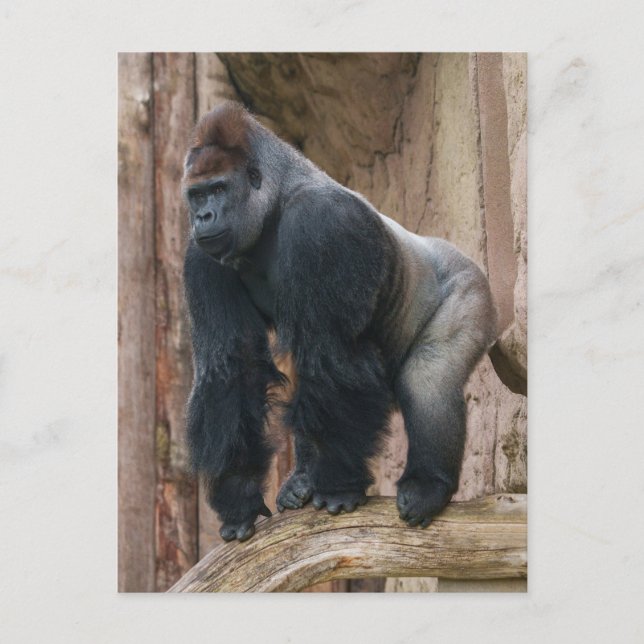 Kidogo the Silverback Striking a Pose on a Log Postcard (Front)