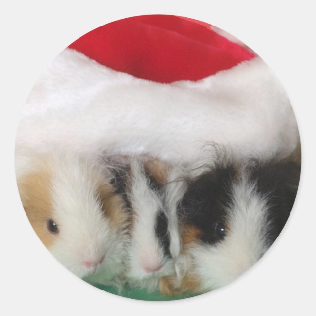 Kids Christmas Guinea Pigs Stickers (Front)