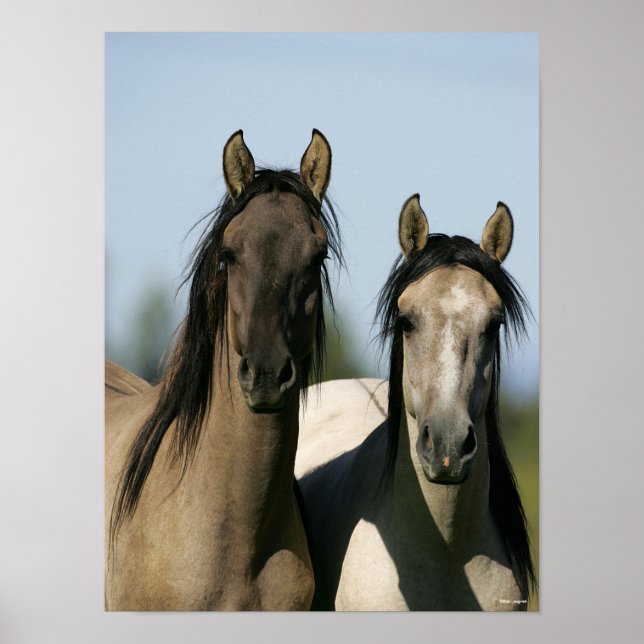 Kiger Mustang Horses Standing Headshots Poster (Front)