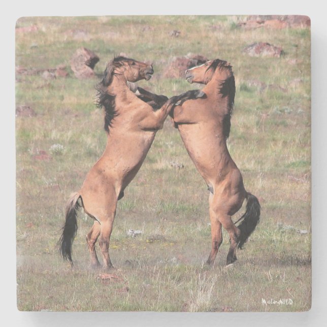 Kiger Wild Coasters (Front)