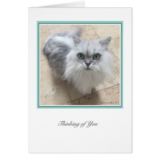 KiKi Ciollection  # 2 Cards (Front)
