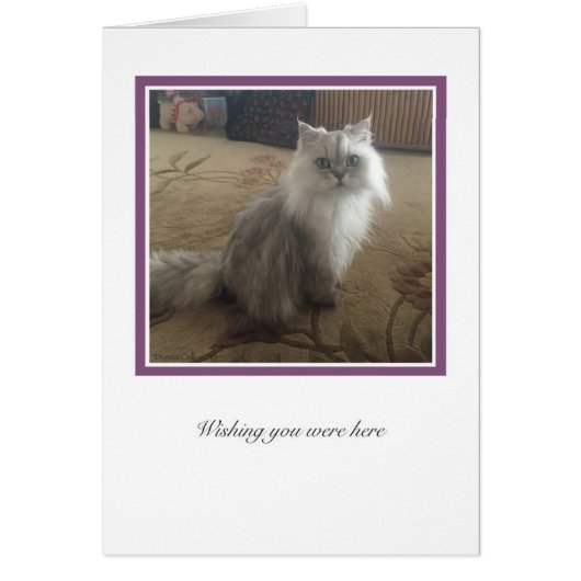 KiKi Collection # 1 Cards (Front)