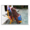 KiKi Orangutan OFI Charity