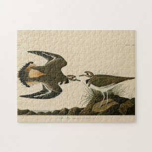 Kildeer Plover from Audubon's Birds of America Jigsaw Puzzle