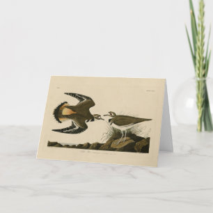 Kildeer Plover (Killdeer) Audubon Birds of America Card