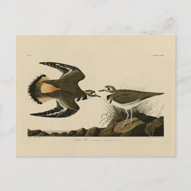 Kildeer Plover (Killdeer) Audubon Birds of America Postcard (Front)