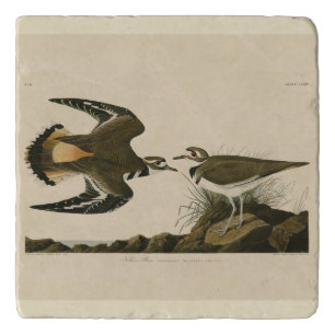 Kildeer Plover (Killdeer) Audubon Birds of America Trivet