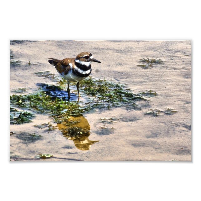 Kildeer Reflected in Water Photo Print (Front)