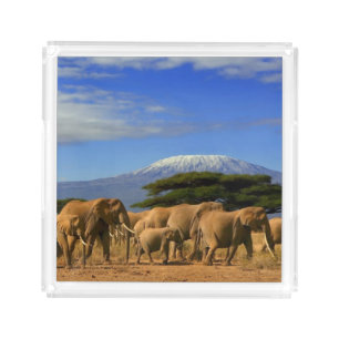 Kilimanjaro And Elephants Acrylic Tray