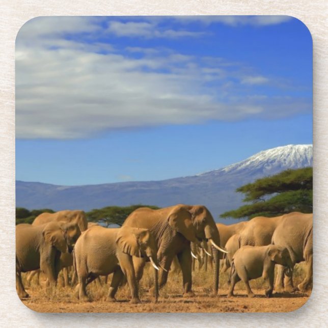 Kilimanjaro And Elephants Beverage Coaster (Front)