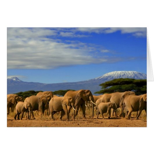 Kilimanjaro And Elephants Cards (Front Horizontal)