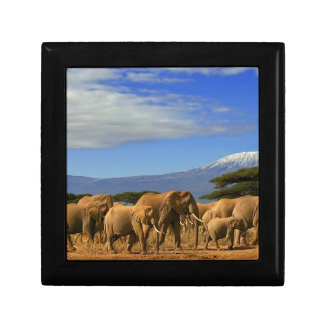 Kilimanjaro And Elephants Gift Box (Front)