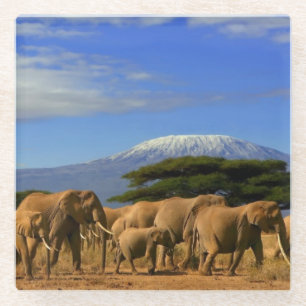 Kilimanjaro And Elephants Glass Coaster