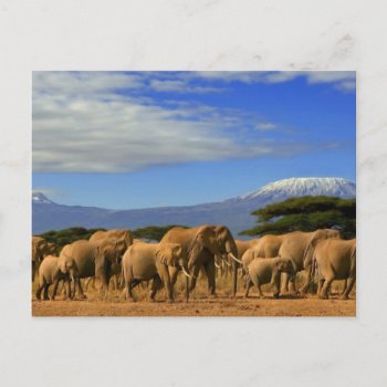 Kilimanjaro And Elephants Postcard by wildlifecollection at Zazzle