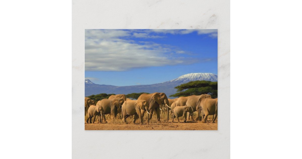 Kilimanjaro And Elephants Postcard | Zazzle