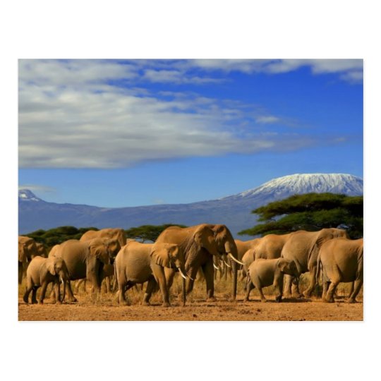 Kilimanjaro And Elephants Postcard | Zazzle.com