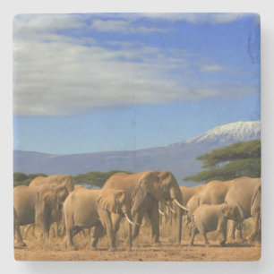 Kilimanjaro And Elephants Stone Coaster