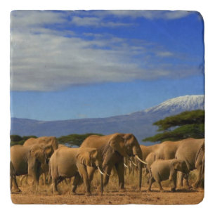 Kilimanjaro And Elephants Trivet