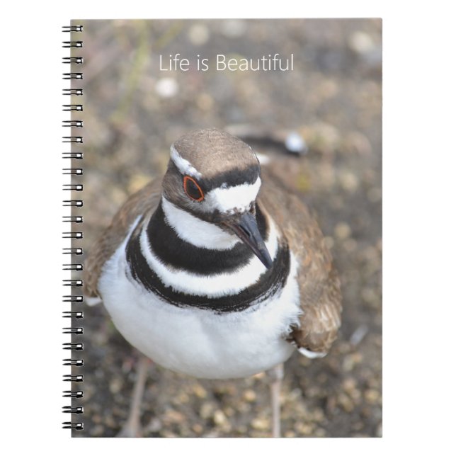 Killdeer Bird (my photography) Notebook (Front)