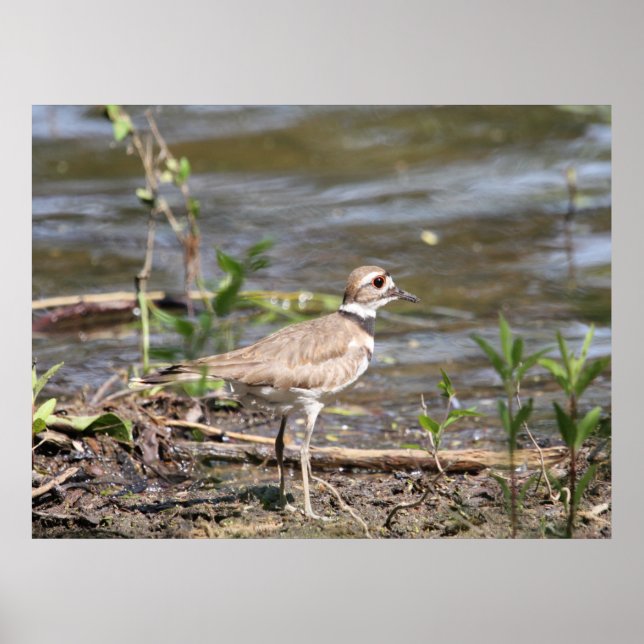 Killdeer Bird Poster (Front)