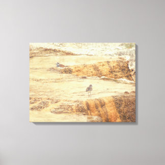 Killdeer Canvas Print