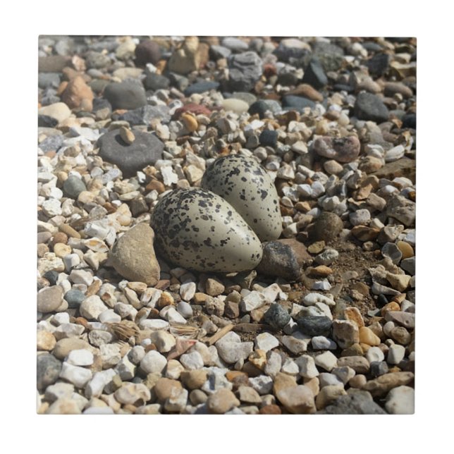 Killdeer Eggs In Gravel Ceramic Tile (Front)