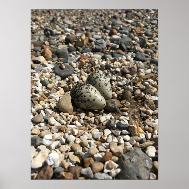 Killdeer Eggs in the Rocks Poster (Front)