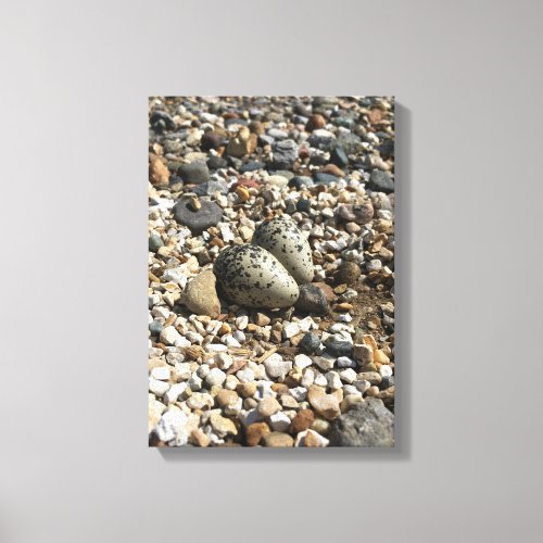 Killdeer Eggs on canvas