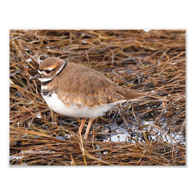 Killdeer in the Freezing Mudflats Photo Print (Front)