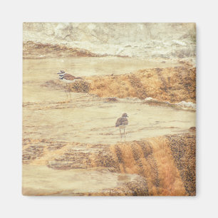 Killdeer Magnet
