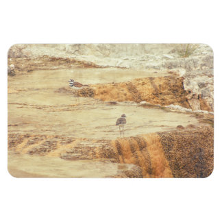 Killdeer Magnet