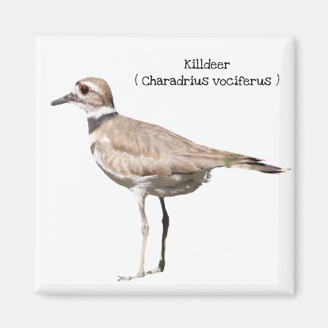 Killdeer Magnet (Front)