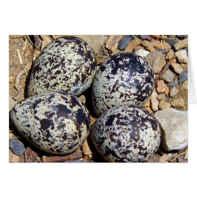KillDeer Nest With Eggs Cards (Front Horizontal)