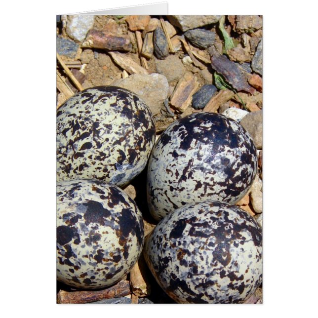 KillDeer Nest With Eggs Cards (Front)