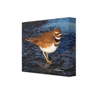 Killdeer on the Icy Mudflats Canvas Print