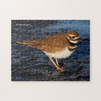 Killdeer on the Icy Mudflats